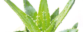 Detoxikace organismu Čištění střev
