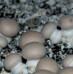 Žampión dvouvýtrusý – Agaricus bisporus